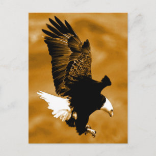 Bald American Eagle Postkarte