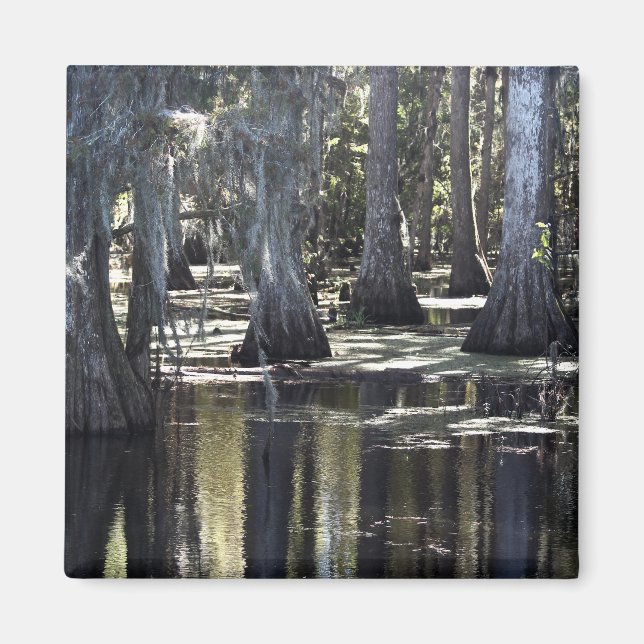 Bald Cypress Magnet (Vorne)