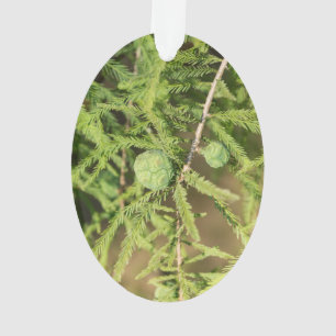 Bald Cypress Seed Cone Ornament