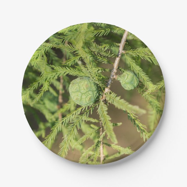 Bald Cypress Seed Cone Pappteller (Vorderseite)