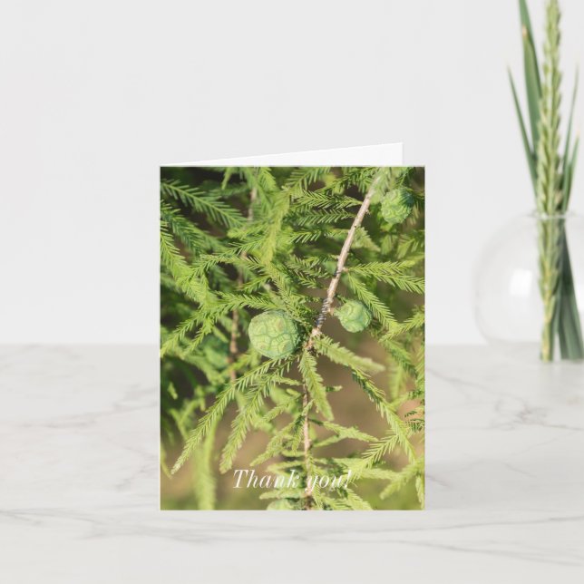 Bald Cypress Seed Cone Vielen Dank Karte (Vorderseite)