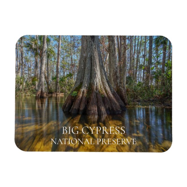 Bald-Cypress-Tree im Sumpf, Big Cypress Reserve Magnet (Horizontal)