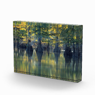 Bald Cypress Trees Horseshoe Lake Illinois Fotoblock
