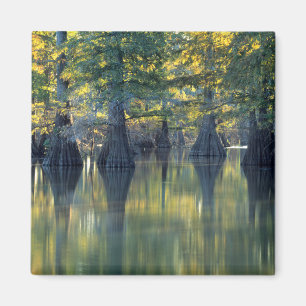 Bald Cypress Trees   Horseshoe Lake Illinois Magnet