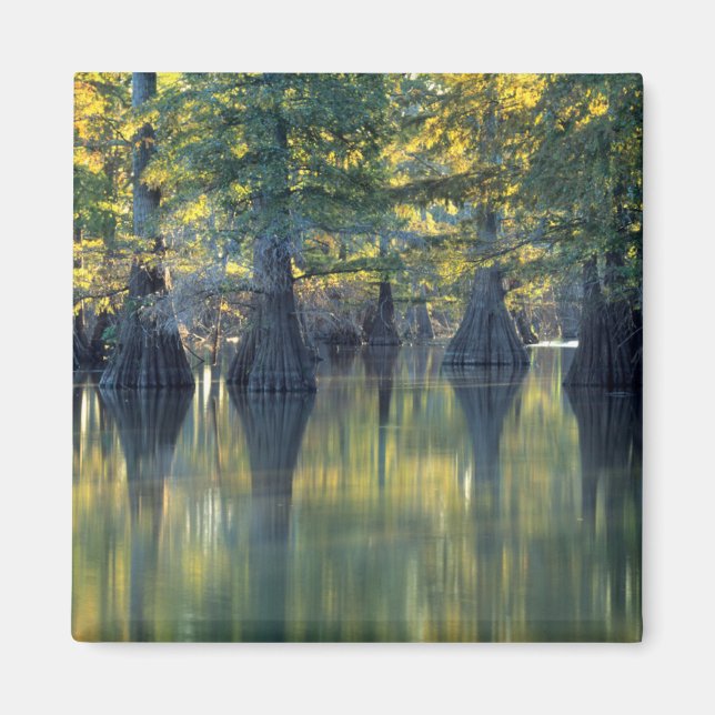 Bald Cypress Trees | Horseshoe Lake Illinois Magnet (Vorne)