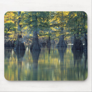Bald Cypress Trees Horseshoe Lake Illinois Mousepad