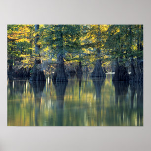 Bald Cypress Trees   Horseshoe Lake Illinois Poster