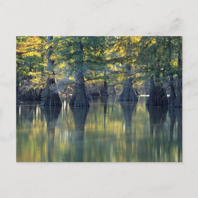 Bald Cypress Trees | Horseshoe Lake Illinois Postkarte (Vorderseite)