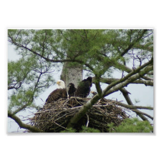 Bald Eagel in Nest 7 x 5 Fotografischer Druck