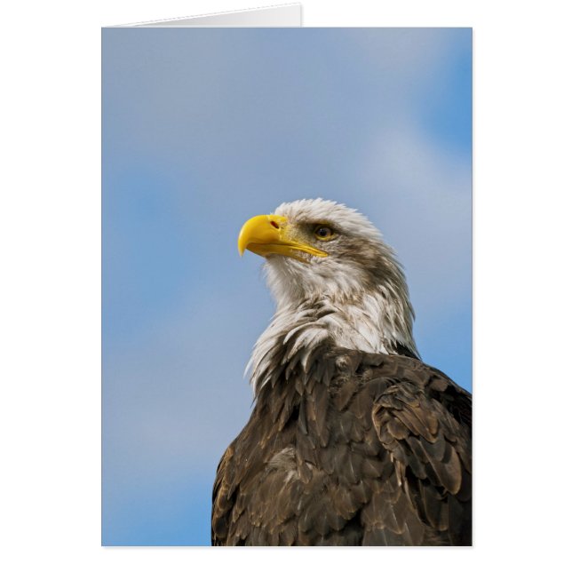 Bald Eagle (Vorne)