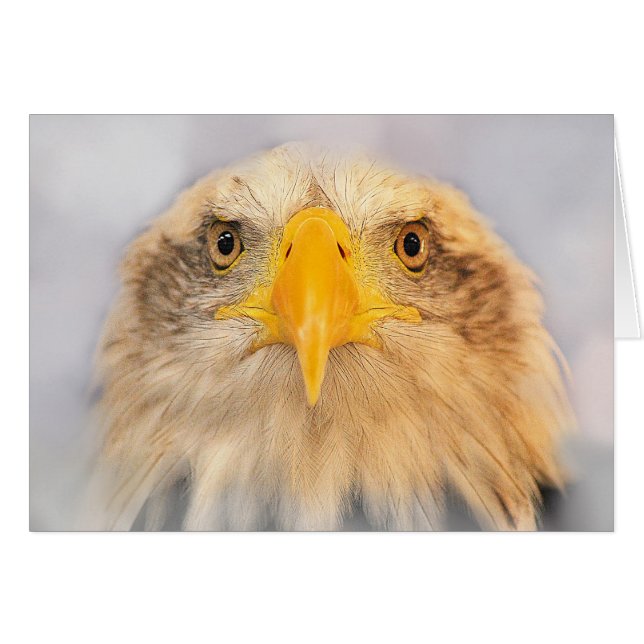 Bald Eagle (Vorderseite (Horizontal))