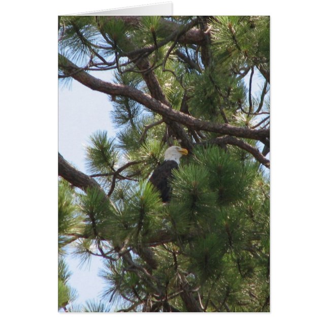 Bald Eagle (Vorne)
