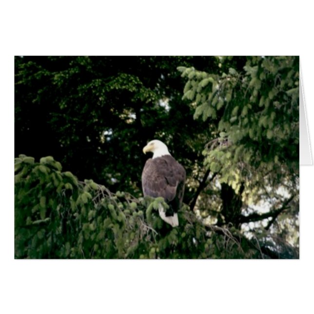 Bald Eagle (Vorderseite (Horizontal))
