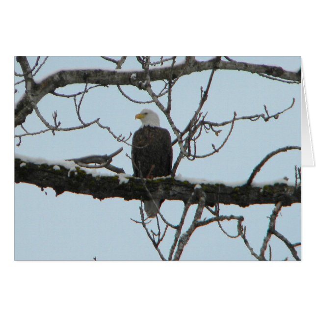 Bald Eagle (Vorderseite (Horizontal))