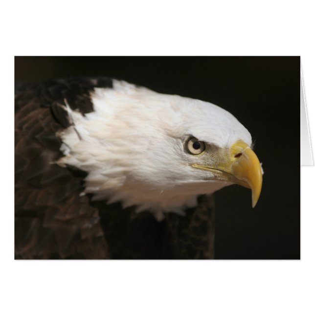 Bald Eagle (Vorderseite (Horizontal))