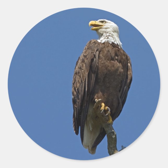 Bald Eagle 4 Runder Aufkleber (Vorderseite)