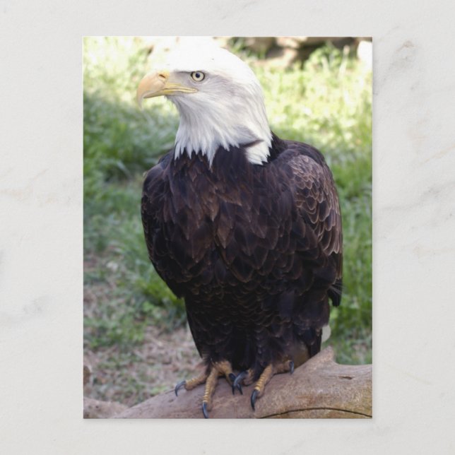 Bald Eagle 4x6 Postkarte (Vorderseite)
