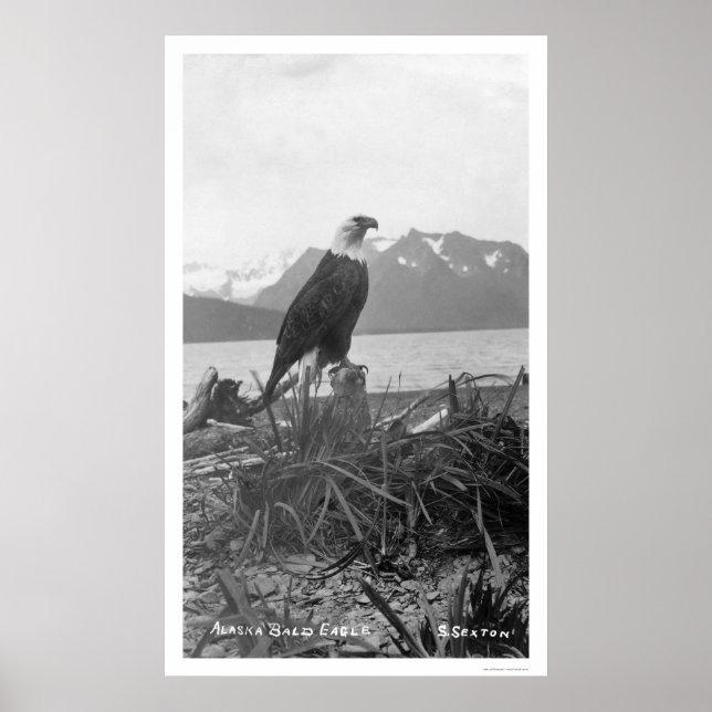 Bald Eagle Alaska 1920 Poster (Vorne)