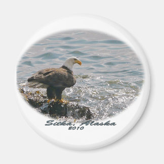 Bald Eagle am Strand Magnet