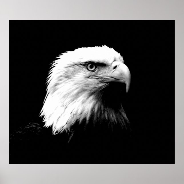 Bald Eagle American Eagle Poster Print (Vorne)