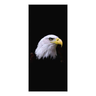 Bald Eagle - American Eagle Rack Card Werbekarte