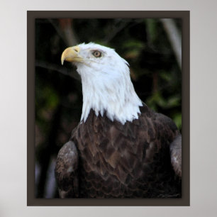 Bald Eagle Art Print - 20x24 - oder kleiner Poster