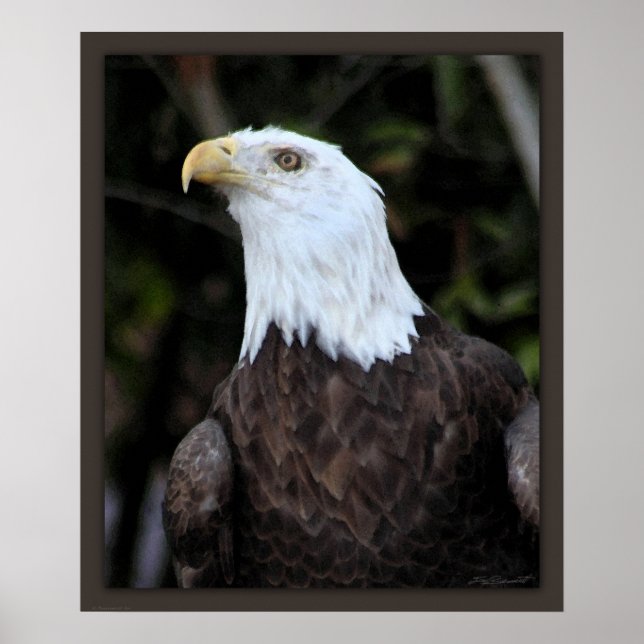 Bald Eagle Art Print - 20x24 - oder kleiner Poster (Vorne)