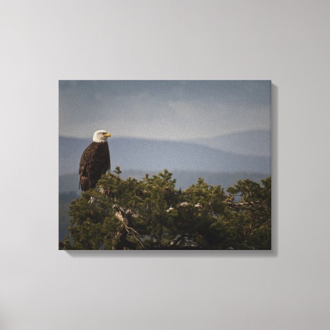 Bald Eagle auf Baumkronen, überwölbte Leinwand (Vorderseite)