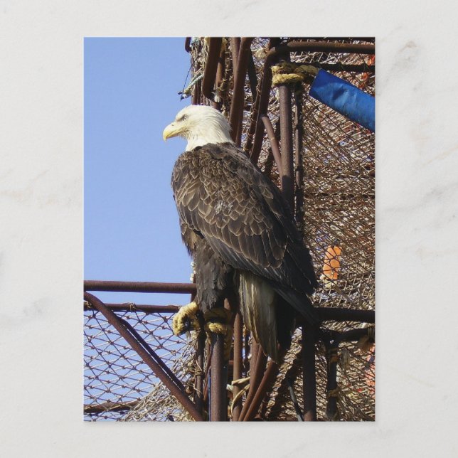 Bald Eagle auf Crab Pots Postkarte (Vorderseite)
