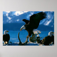 Bald Eagle auf Logplakat
