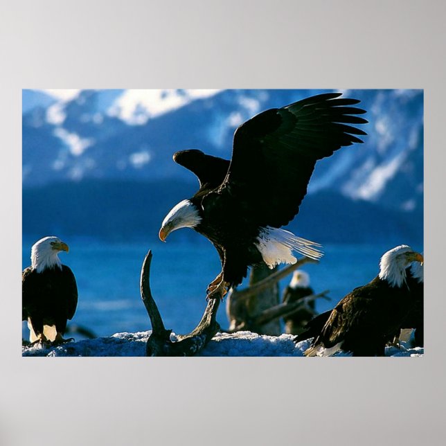 Bald Eagle auf Logplakat Poster (Vorne)