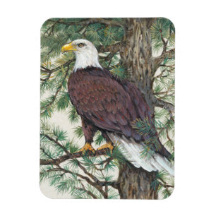 Bald Eagle auf Zweig Magnet
