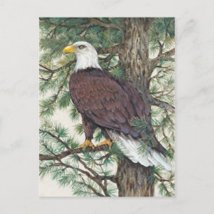 Bald Eagle auf Zweig Postkarte
