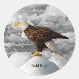 Bald Eagle Aufkleber