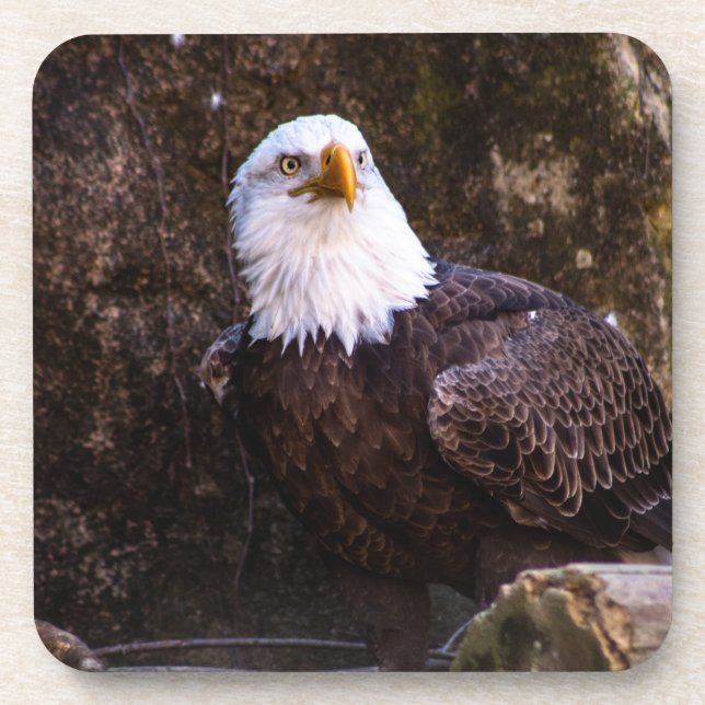 Bald Eagle Beverage Coaster Getränkeuntersetzer (Vorderseite)