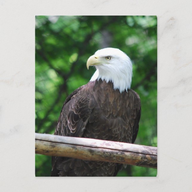 Bald Eagle Bird Postcard Postkarte (Vorderseite)