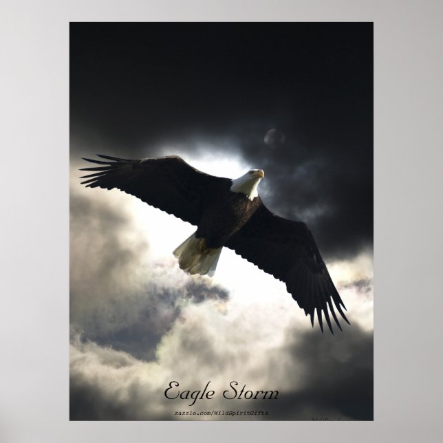 Bald Eagle Bird Poster (Vorne)