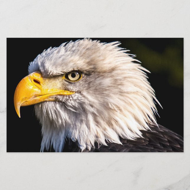 Bald Eagle Briefpapier (Vorderseite)