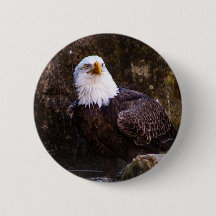 Bald Eagle Button