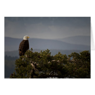 Bald Eagle Card