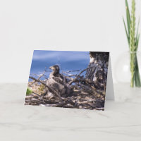 Bald Eagle Chick - Karten