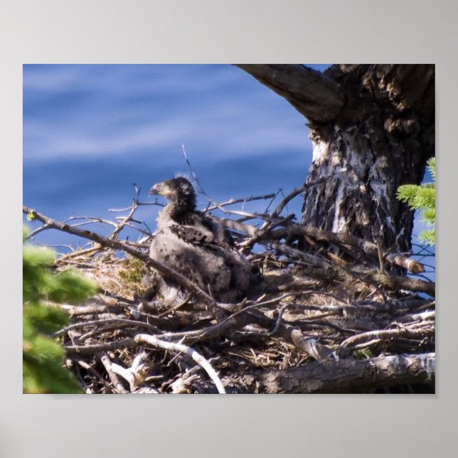 Bald Eagle Chick - Kunstdrucke Poster (Vorne)