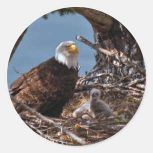 Bald Eagle Chicks - Aufkleber