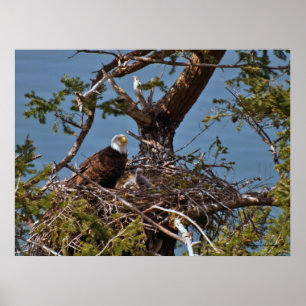 Bald Eagle Chicks - Kunstdrucke Poster