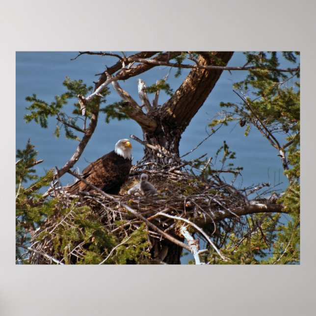 Bald Eagle Chicks - Kunstdrucke Poster (Vorne)