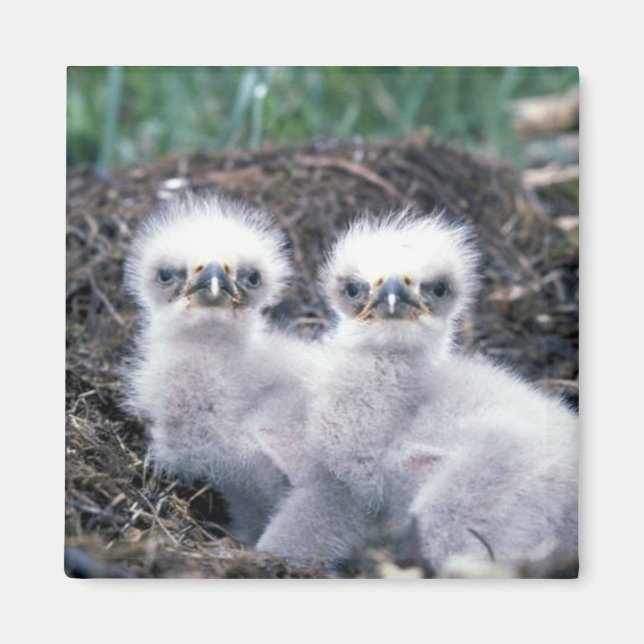 Bald Eagle Chicks Magnet (Vorne)