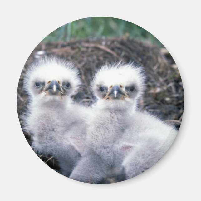 Bald Eagle Chicks Magnet (Vorne)