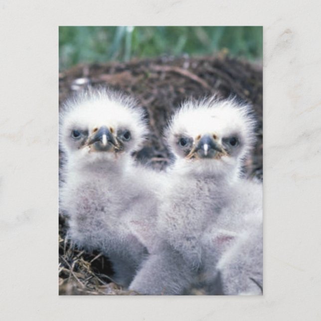 Bald Eagle Chicks Postkarte (Vorderseite)