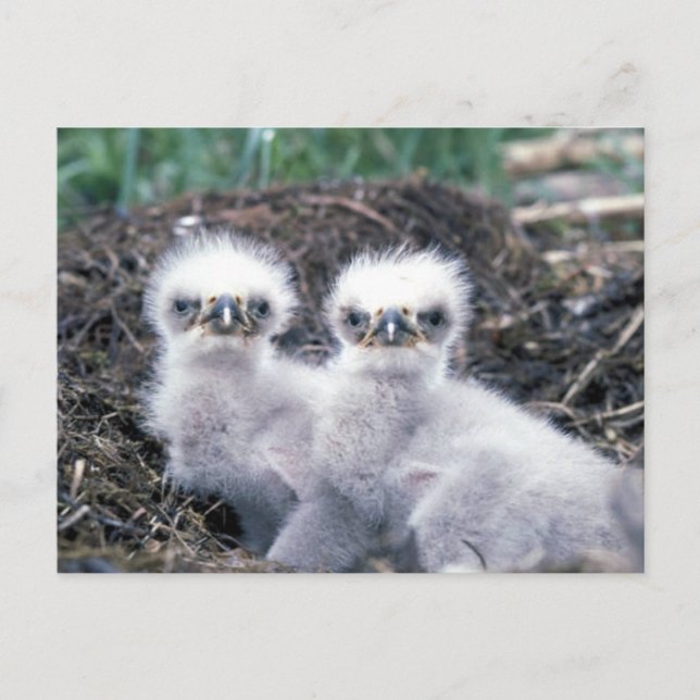 Bald Eagle Chicks Postkarte (Vorderseite)