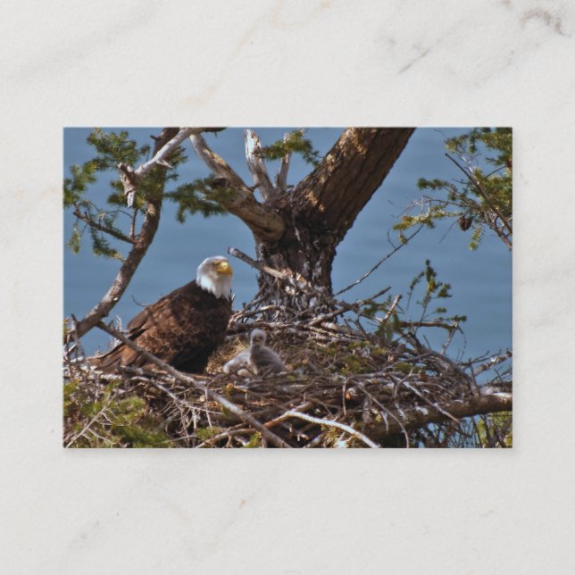 Bald Eagle Chicks - Visitenkarte (Vorderseite)